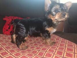 Yorkshire Terrier puppy for adoption