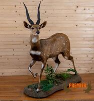 Premier African Bushbuck Taxidermy