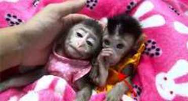 Home trained White face Baby Capuchin Monkeys for sale