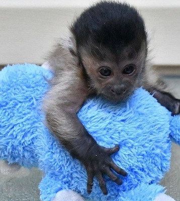 Adorable USDA registered Capuchin Monkey Available!