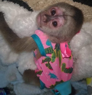 Diaper Trained Baby Capuchin Monkeys